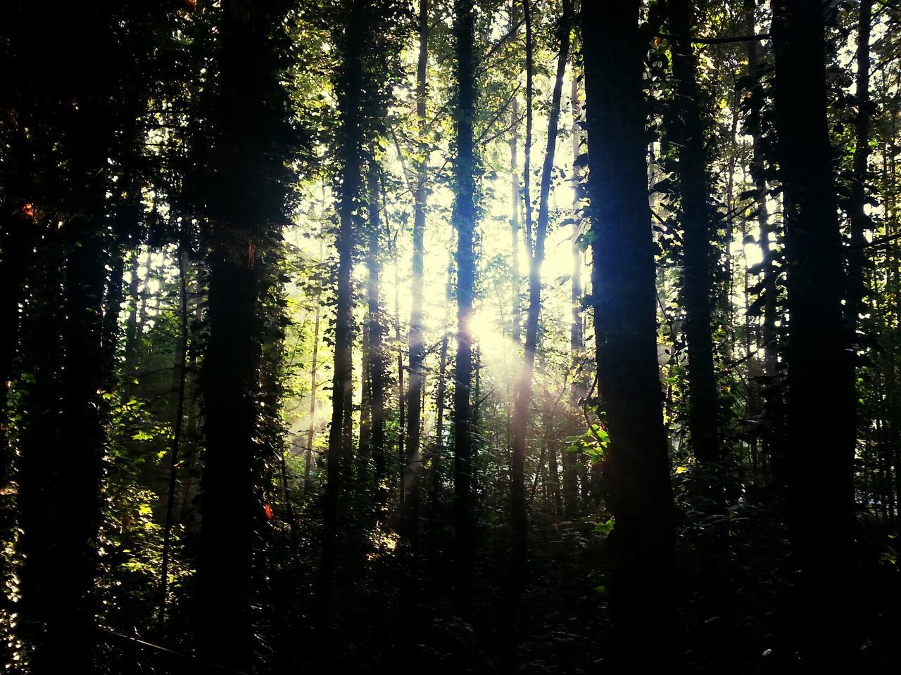 Trees in forest