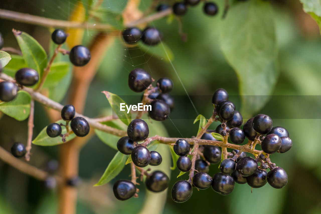 CLOSE-UP OF GRAPES GROWING ON VINEYARD