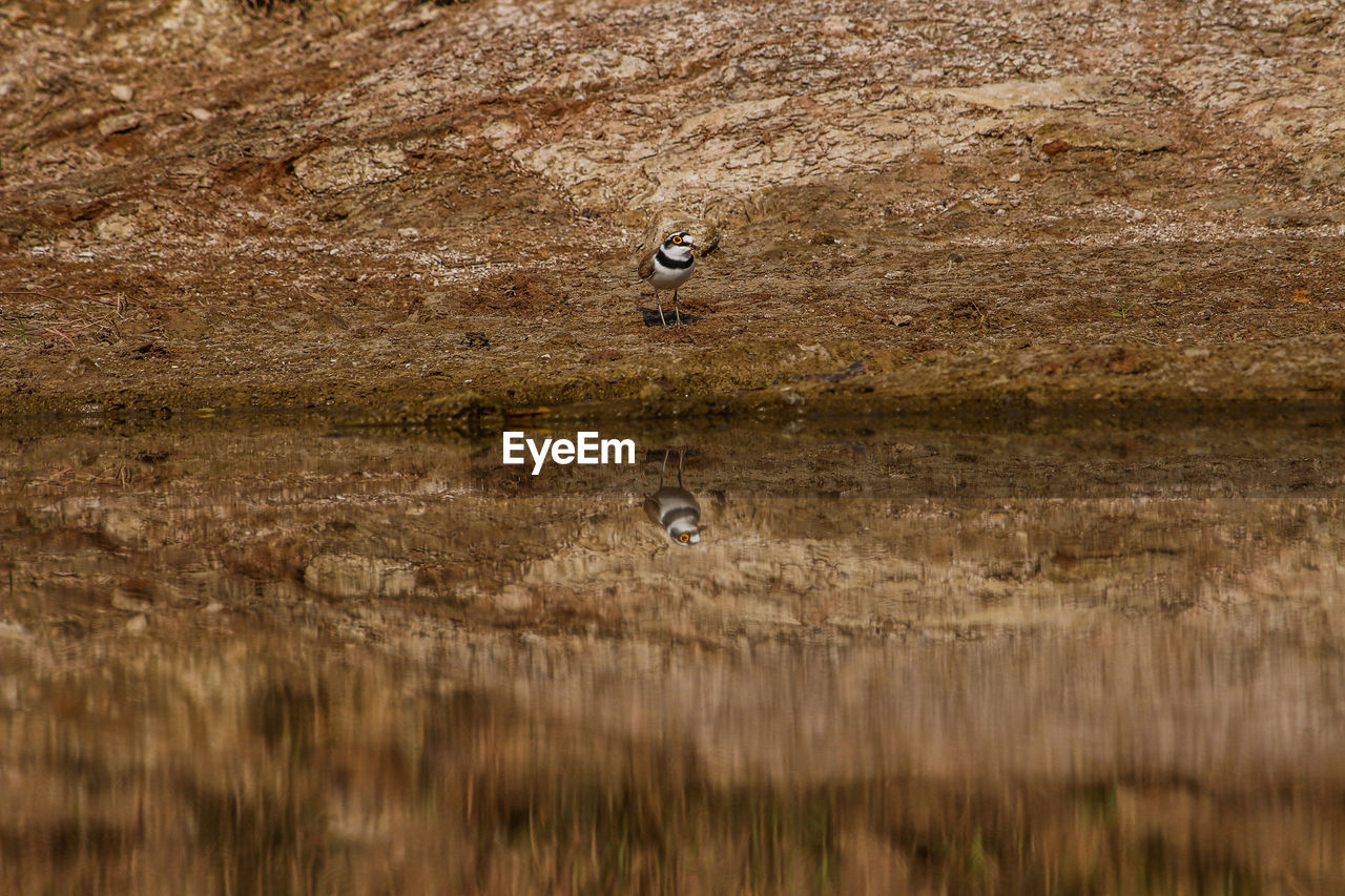 BIRDS FLYING OVER LAND