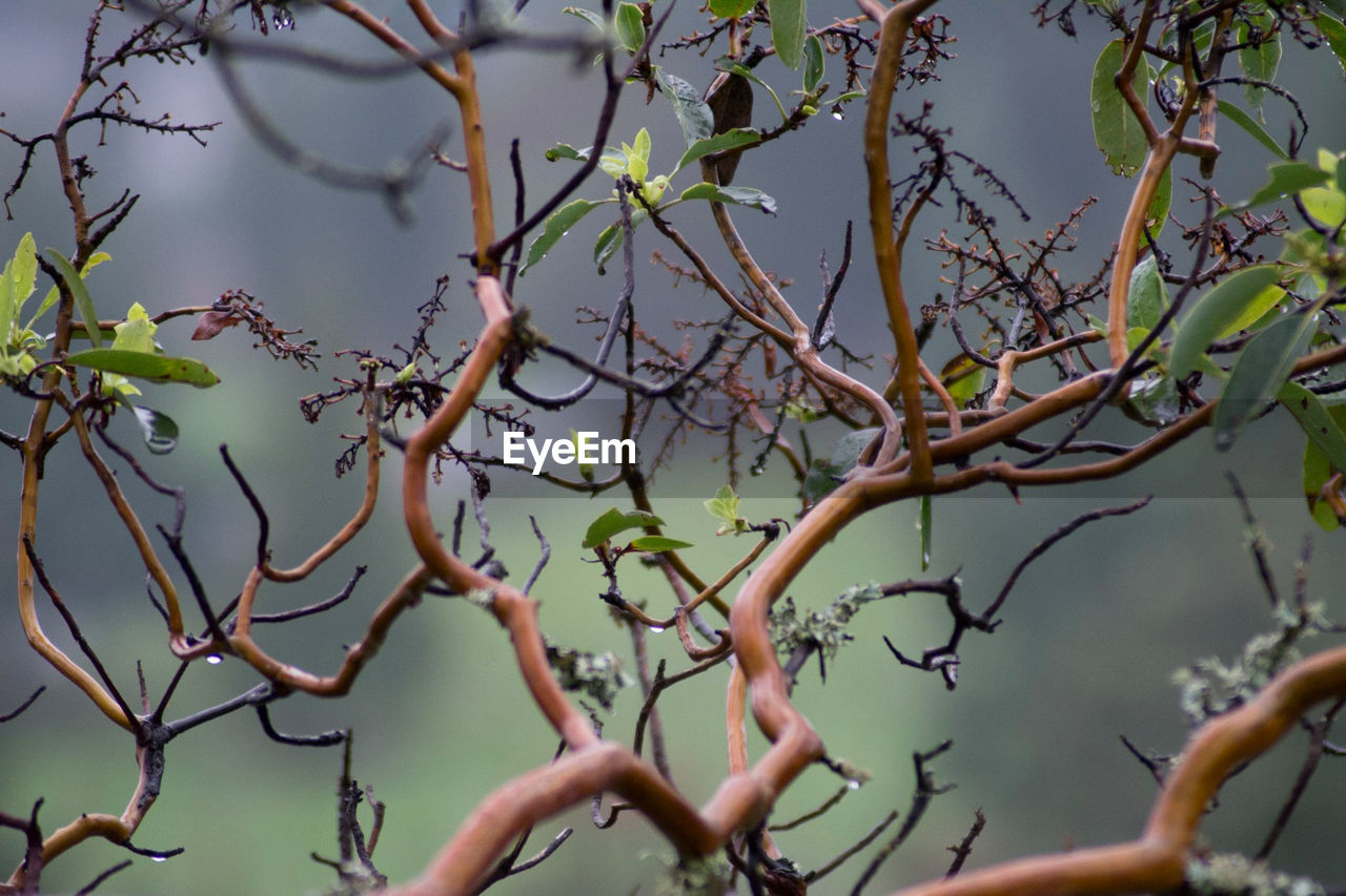 LOW ANGLE VIEW OF BRANCHES AGAINST SKY