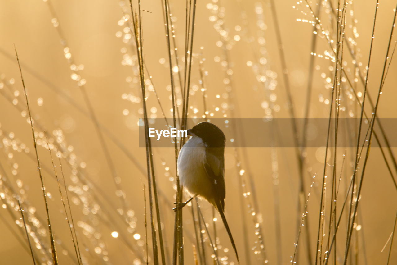 Close-up of wet bird