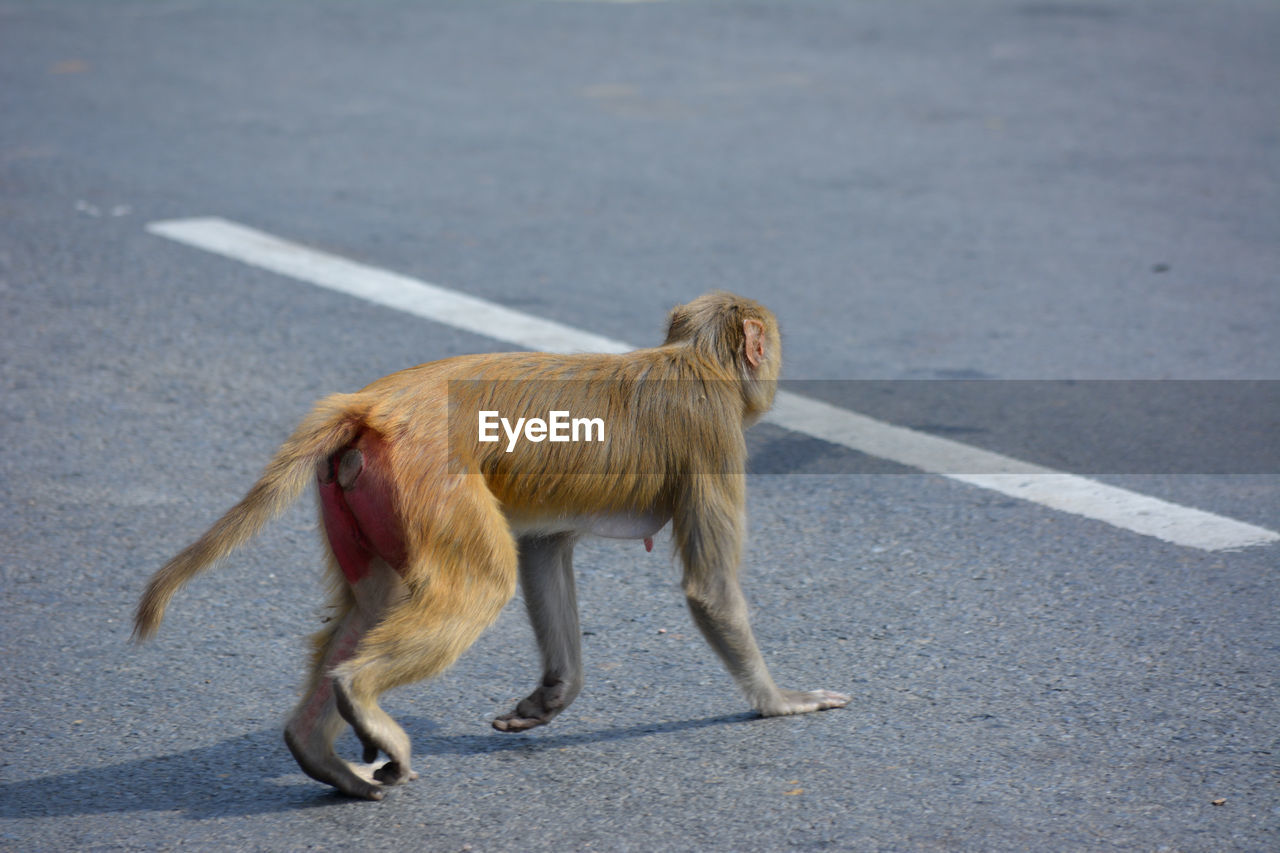 VIEW OF A DOG WALKING ON ROAD