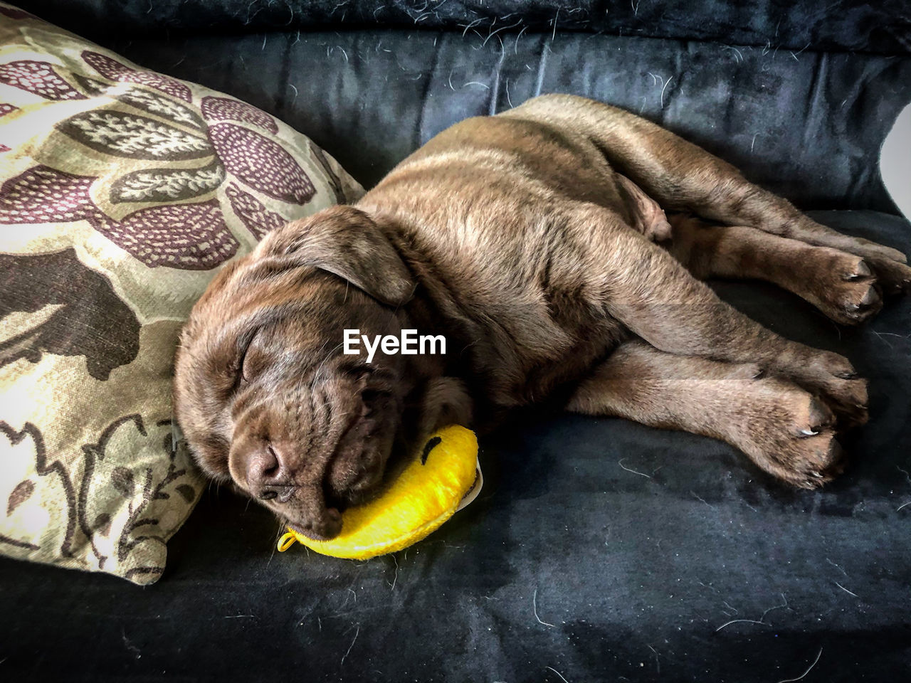 High angle view of dog sleeping at home