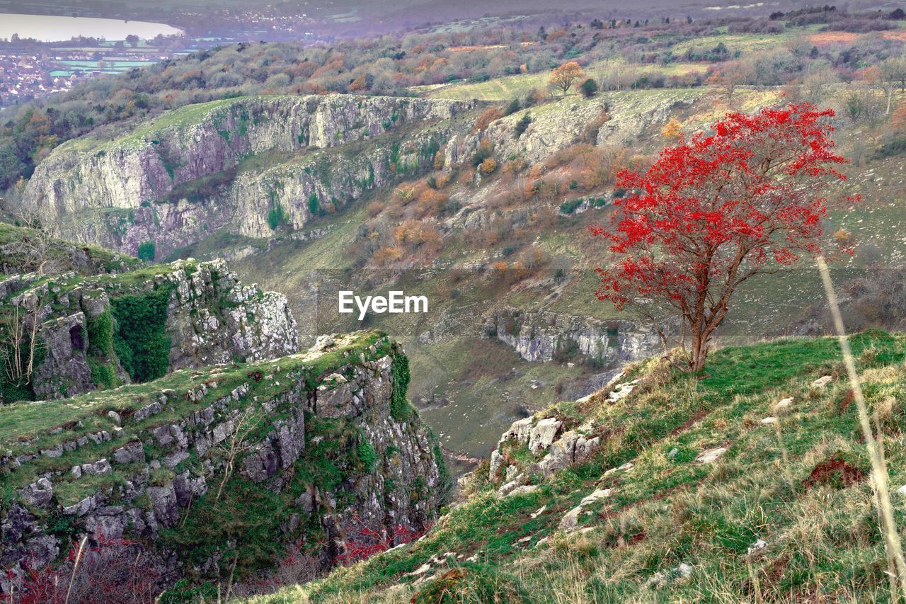 High angle view of trees on landscape