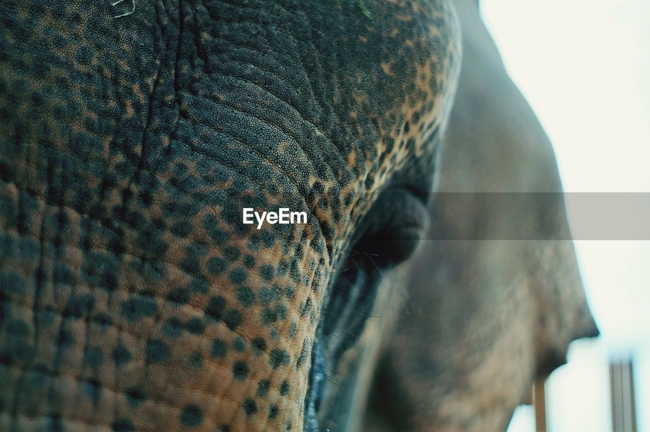 CLOSE-UP OF A ELEPHANT