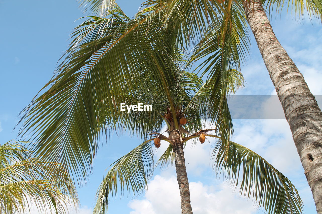 Low angle view of palm tree