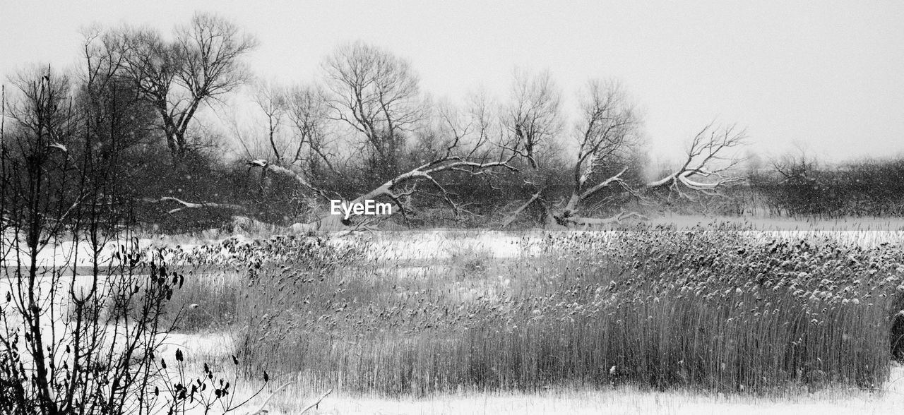 BARE TREES ON FIELD AGAINST SKY