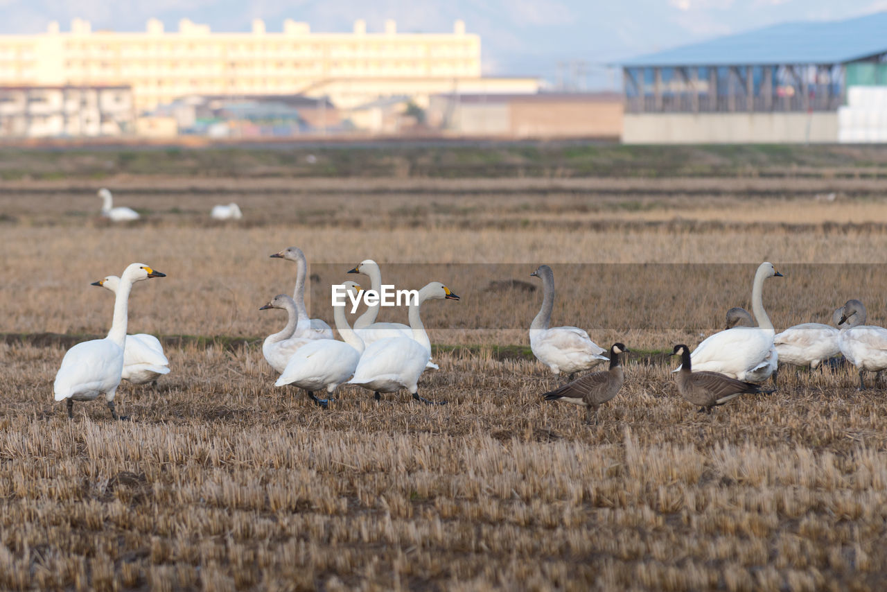 White swans on field against sky