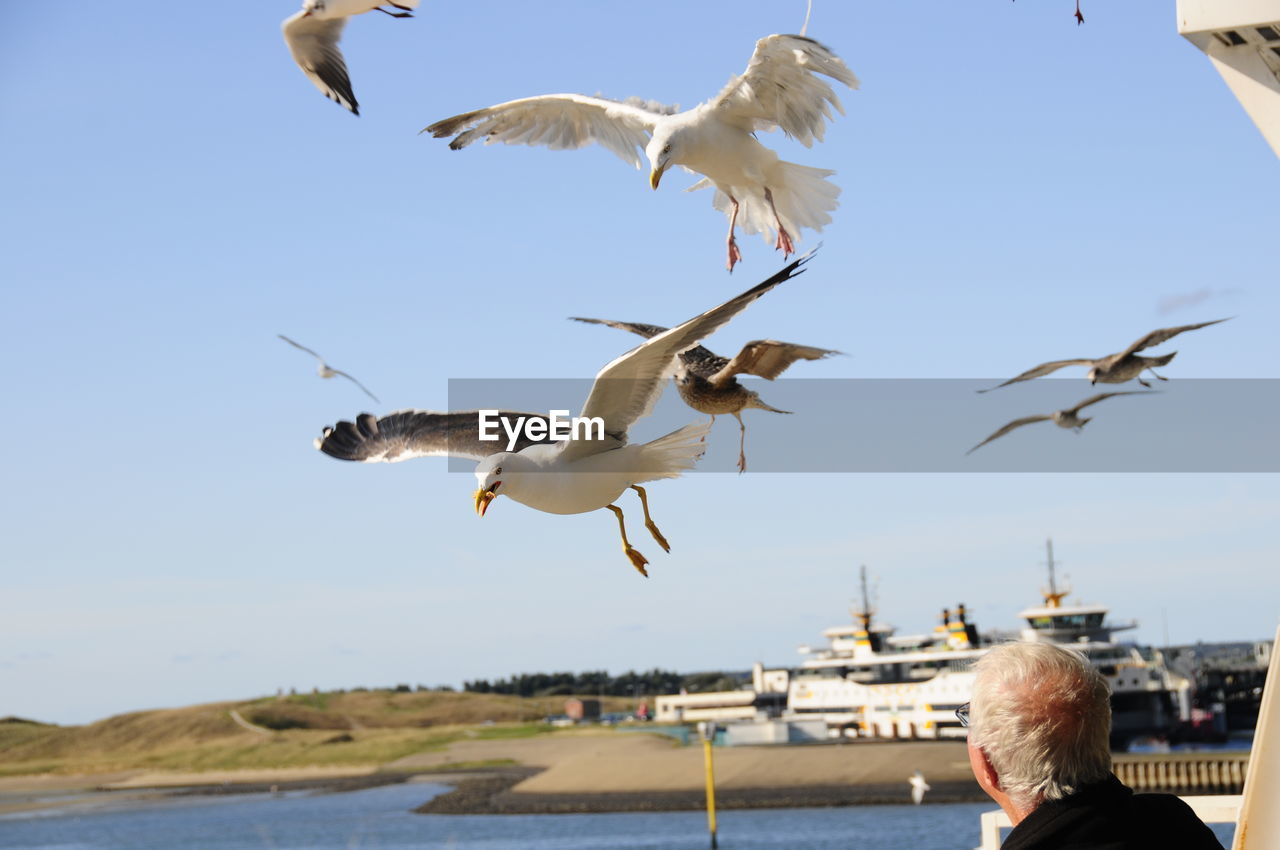 Seagulls in the sky