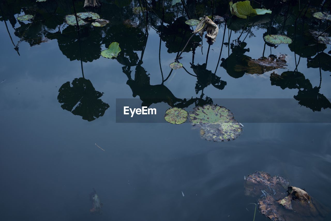 High angle view of leaves floating on lake