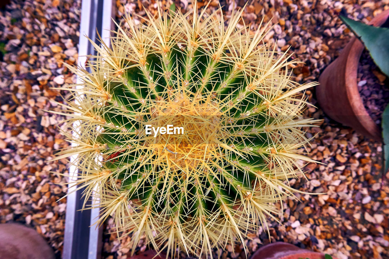 HIGH ANGLE VIEW OF SUCCULENT PLANTS