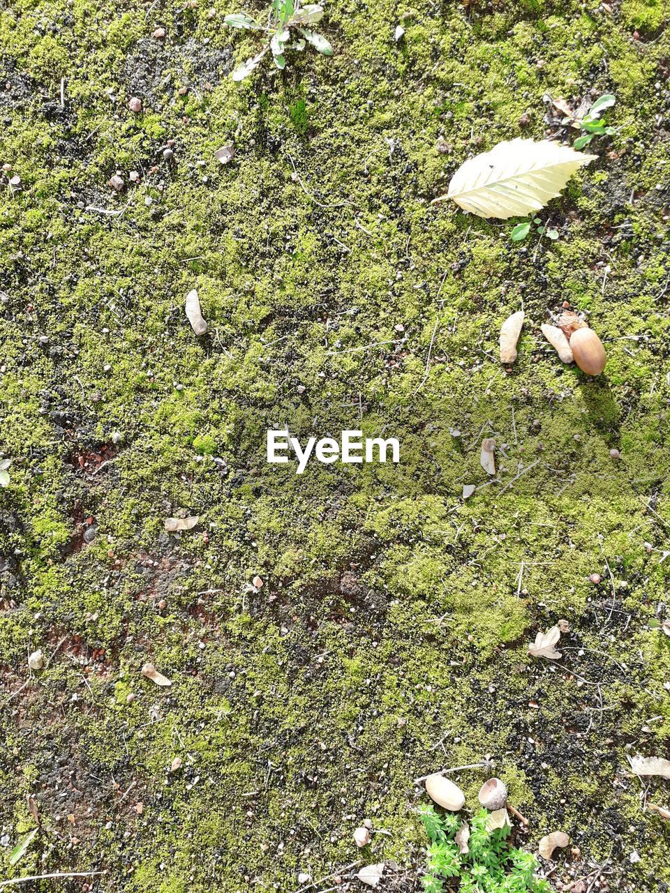 HIGH ANGLE VIEW OF PLANTS ON FIELD