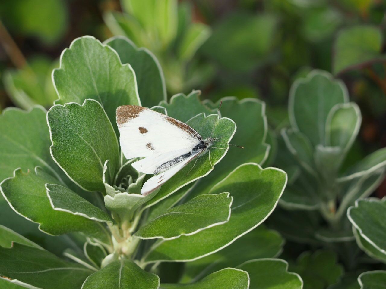Close-up of butterfly on leaf in field