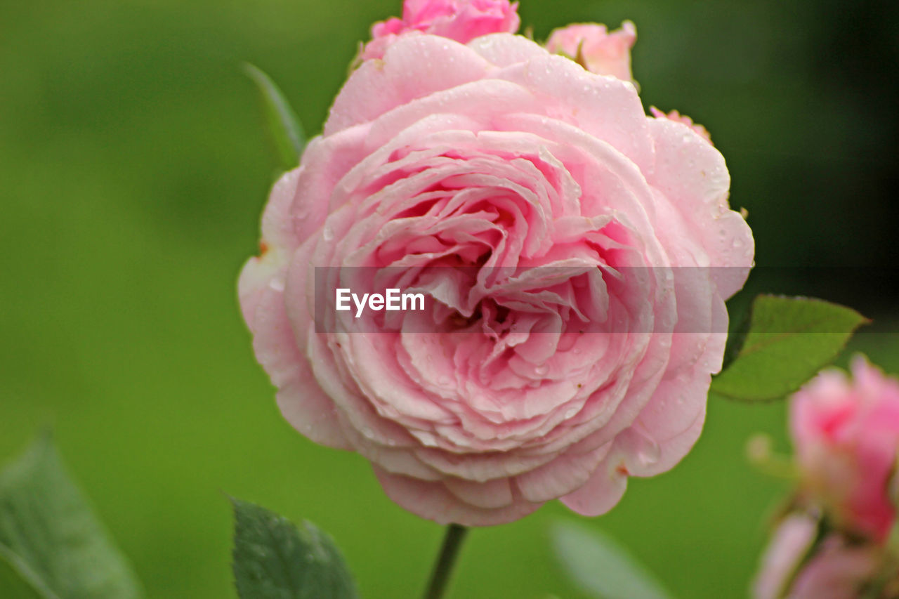 Close-up of pink rose