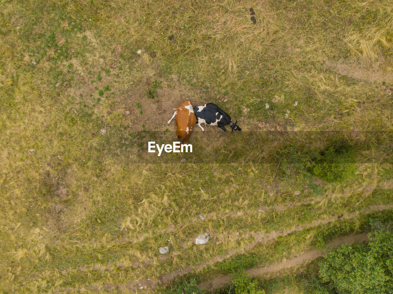 HIGH ANGLE VIEW OF BIRD ON FIELD