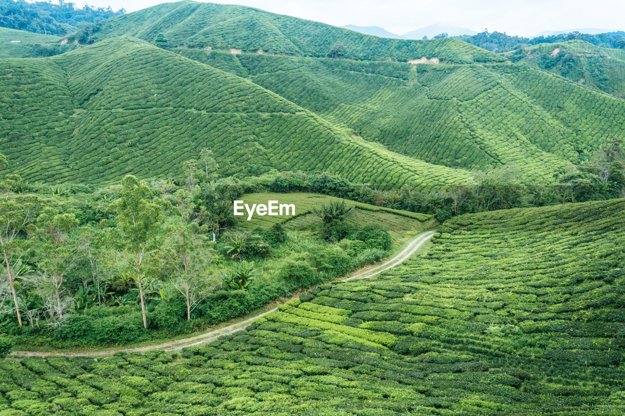 SCENIC VIEW OF RICE PADDY