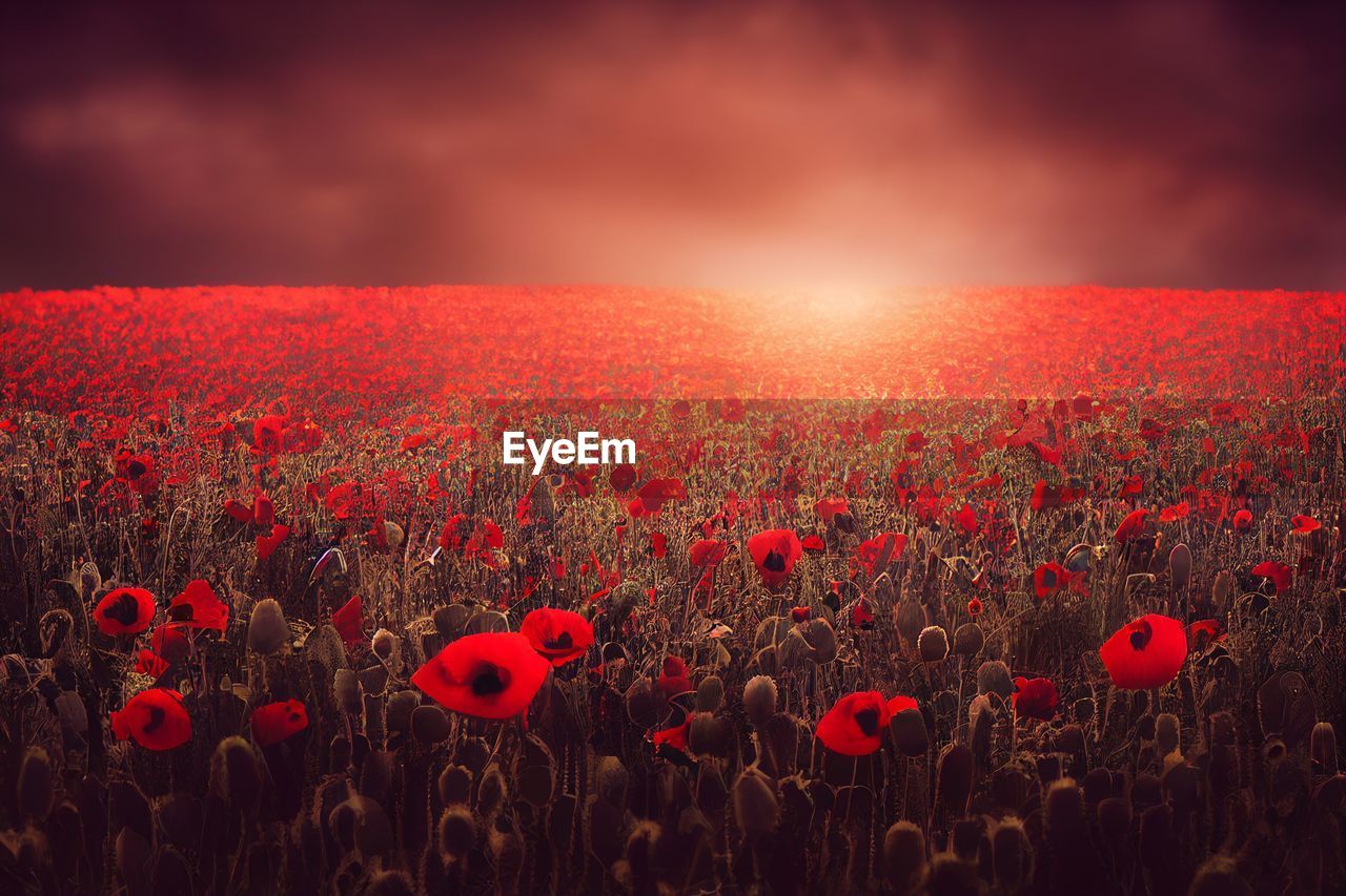 sky, plant, red, landscape, field, beauty in nature, nature, flower, environment, land, cloud, flowering plant, sunset, rural scene, freshness, sunlight, tranquility, scenics - nature, sun, poppy, growth, no people, agriculture, horizon over land, tranquil scene, meadow, horizon, grass, non-urban scene, idyllic, vibrant color, multi colored, backgrounds, summer, dramatic sky, plain, crop, abundance, dusk, sunbeam, outdoors, fragility, wildflower, urban skyline, springtime, twilight, back lit, atmospheric mood, yellow, emotion, petal, close-up, cereal plant, day, flower head, tree, gold, light - natural phenomenon, inflorescence, dark, cloudscape, sunny, selective focus, panoramic, landscaped, lens flare, simplicity