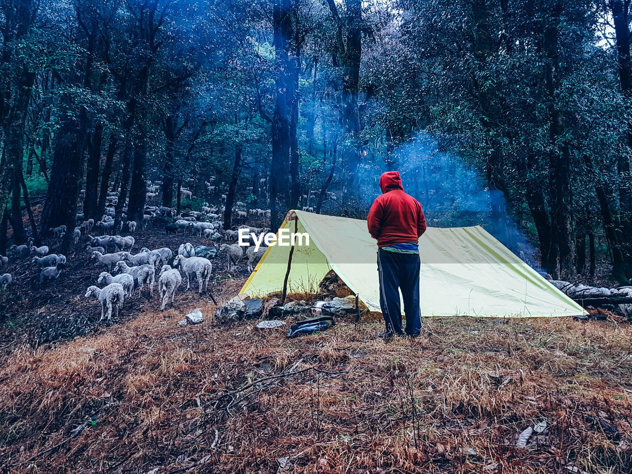 Rear view of man walking in forest