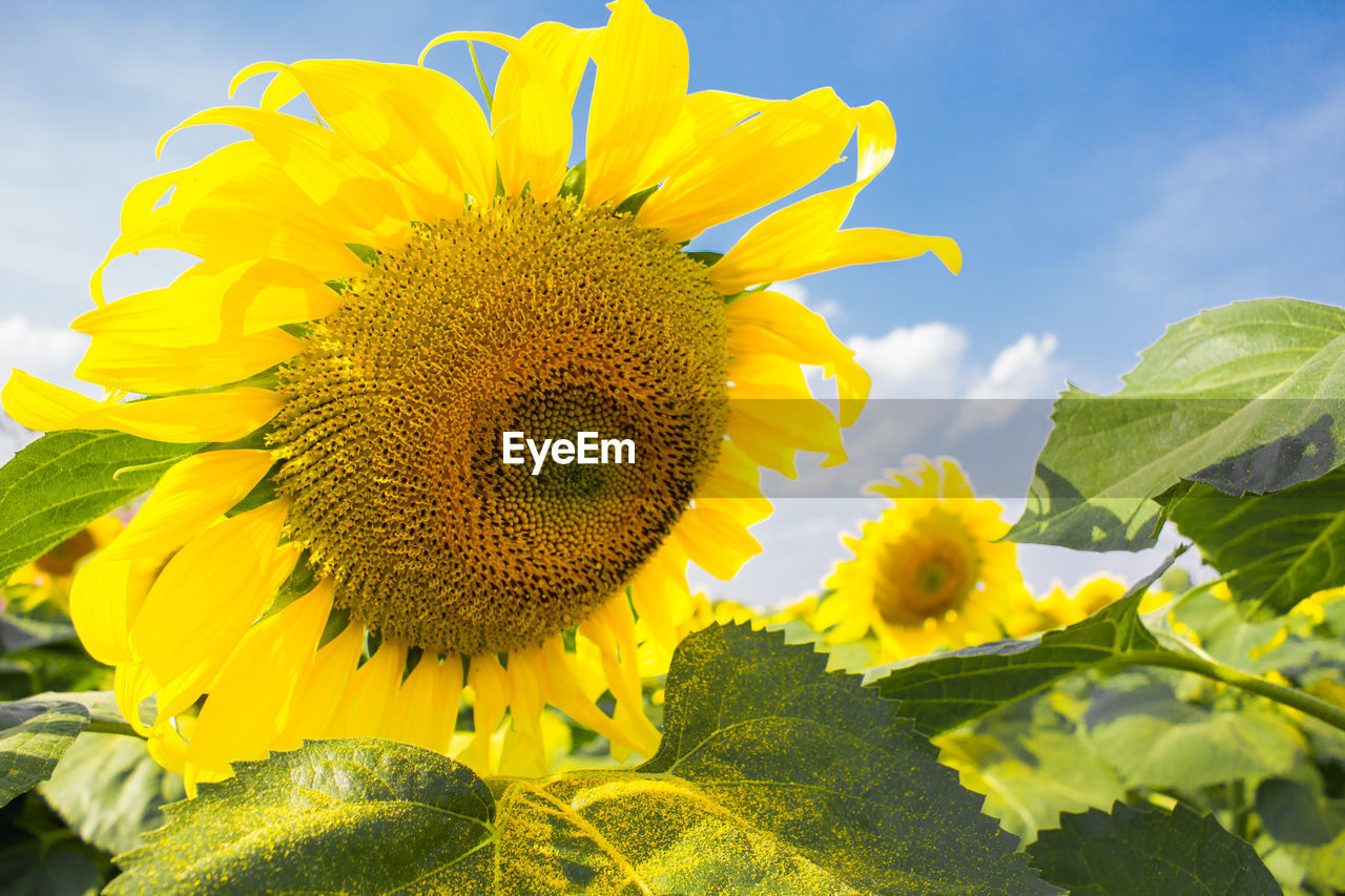 CLOSE-UP OF YELLOW SUNFLOWER ON PLANT