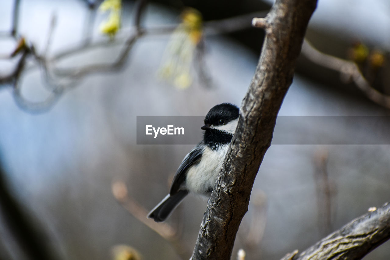 Close-up of bird perching on branch