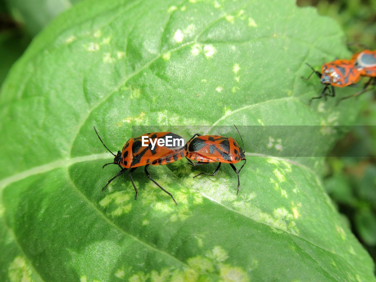 CLOSE-UP OF LADYBUG ON LEAF