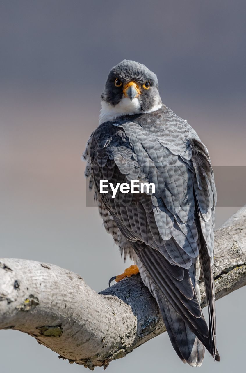 Close-up portrait of bird perching on branch