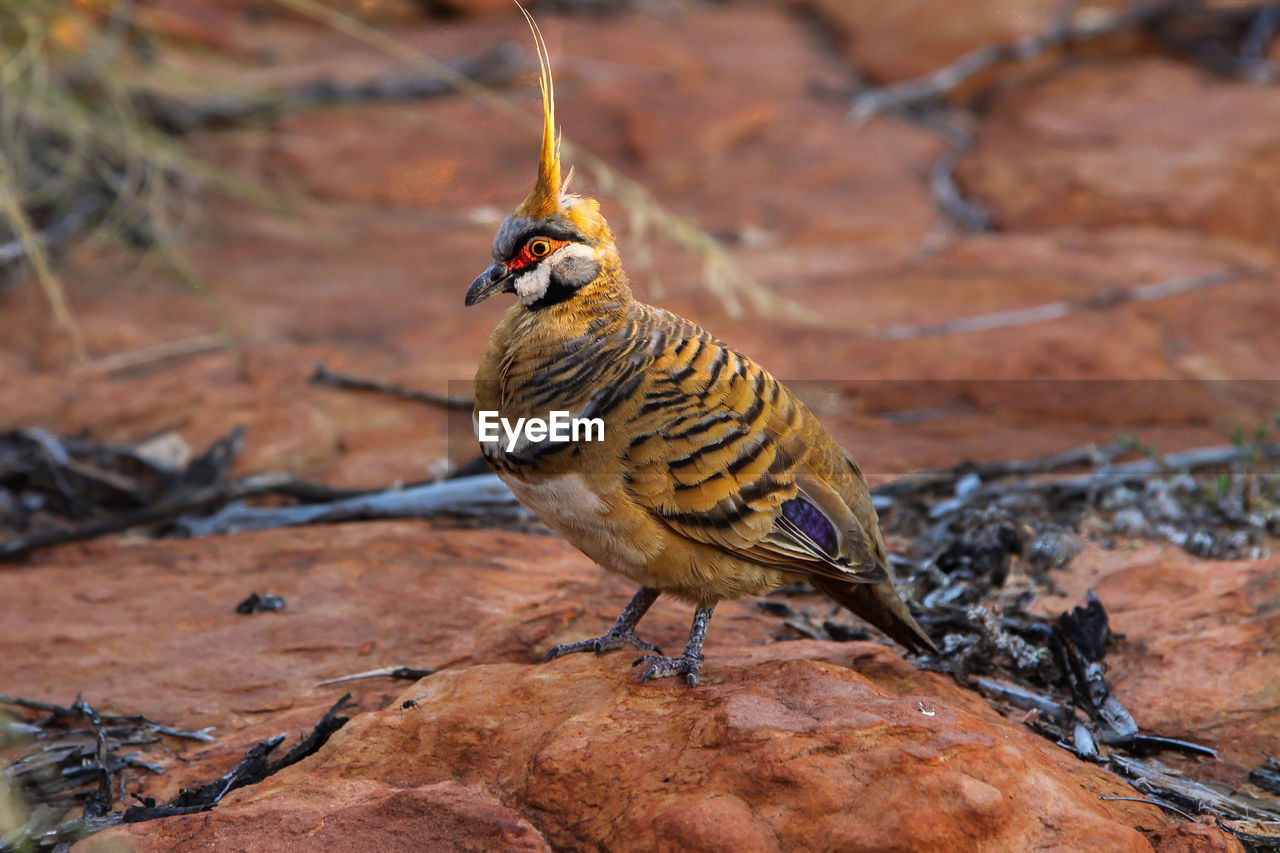 Close up of a beautiful spinifex pidgeon , kings canyon