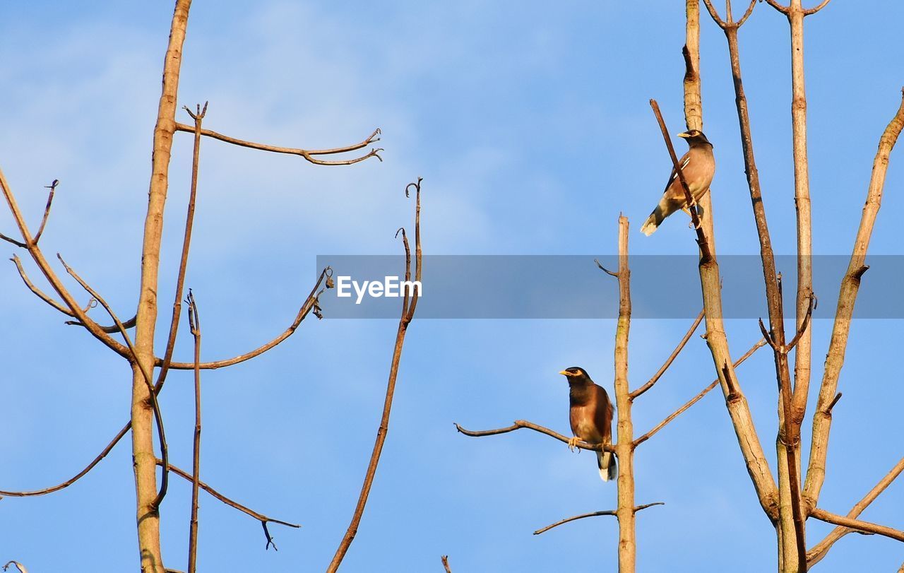 Low angle view of birds perching on branches against sky
