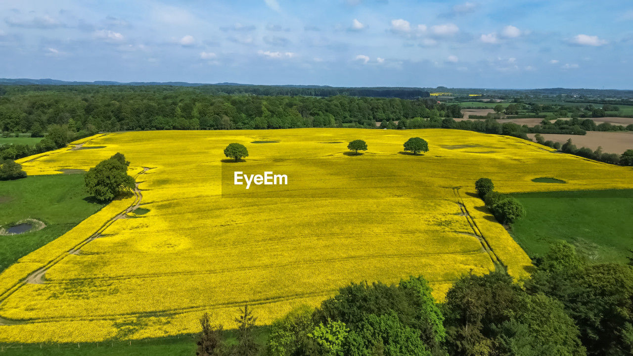landscape, rapeseed, environment, land, plant, field, scenics - nature, agriculture, yellow, rural scene, plain, flower, sky, beauty in nature, grassland, nature, canola, green, tranquility, tranquil scene, rural area, tree, no people, grass, prairie, hill, pasture, farm, idyllic, non-urban scene, cloud, oilseed rape, day, meadow, vegetable, springtime, outdoors, growth, crop, sunlight, produce, travel destinations, horizon, travel, flowering plant, horizon over land, high angle view, rolling landscape, summer, plateau, remote, tourism