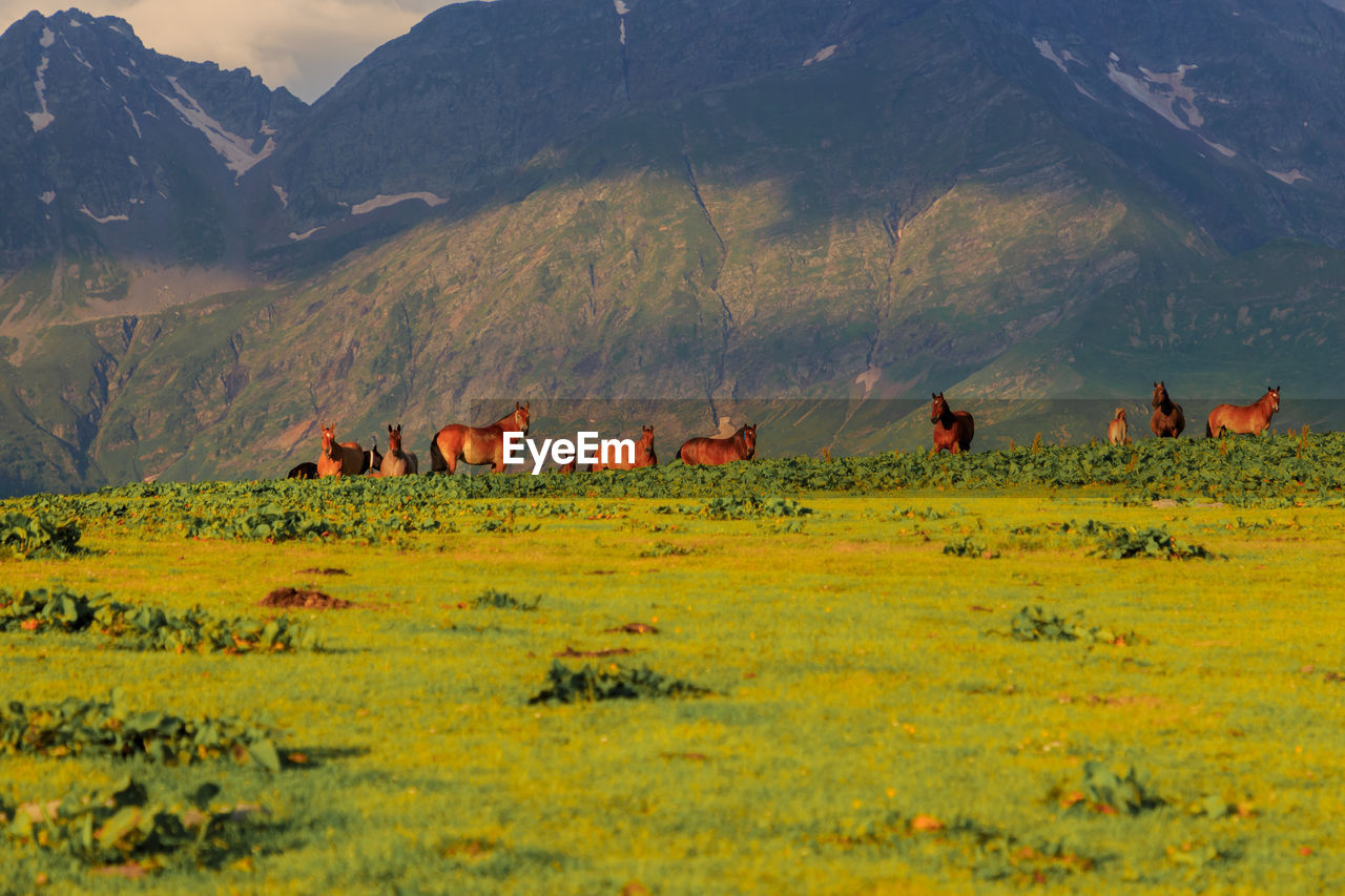 Wild brown horses on the green meadow with mountains in the background out of focus