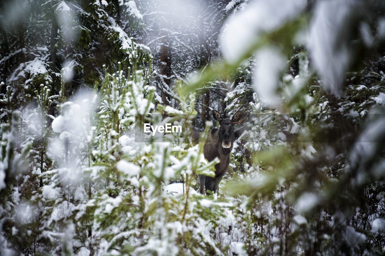 Elk in snowy forest