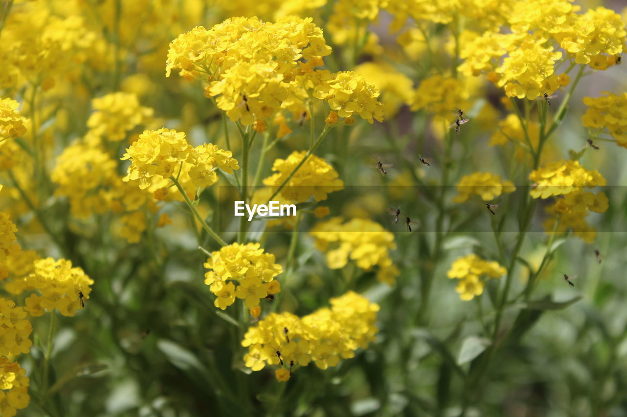 Close-up of yellow flowering plants