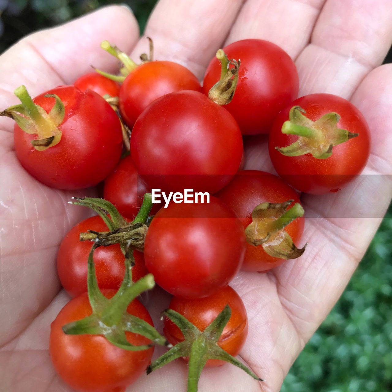 HIGH ANGLE VIEW OF HAND HOLDING BERRIES