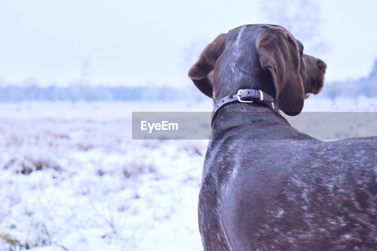 Close-up of dog on field during winter