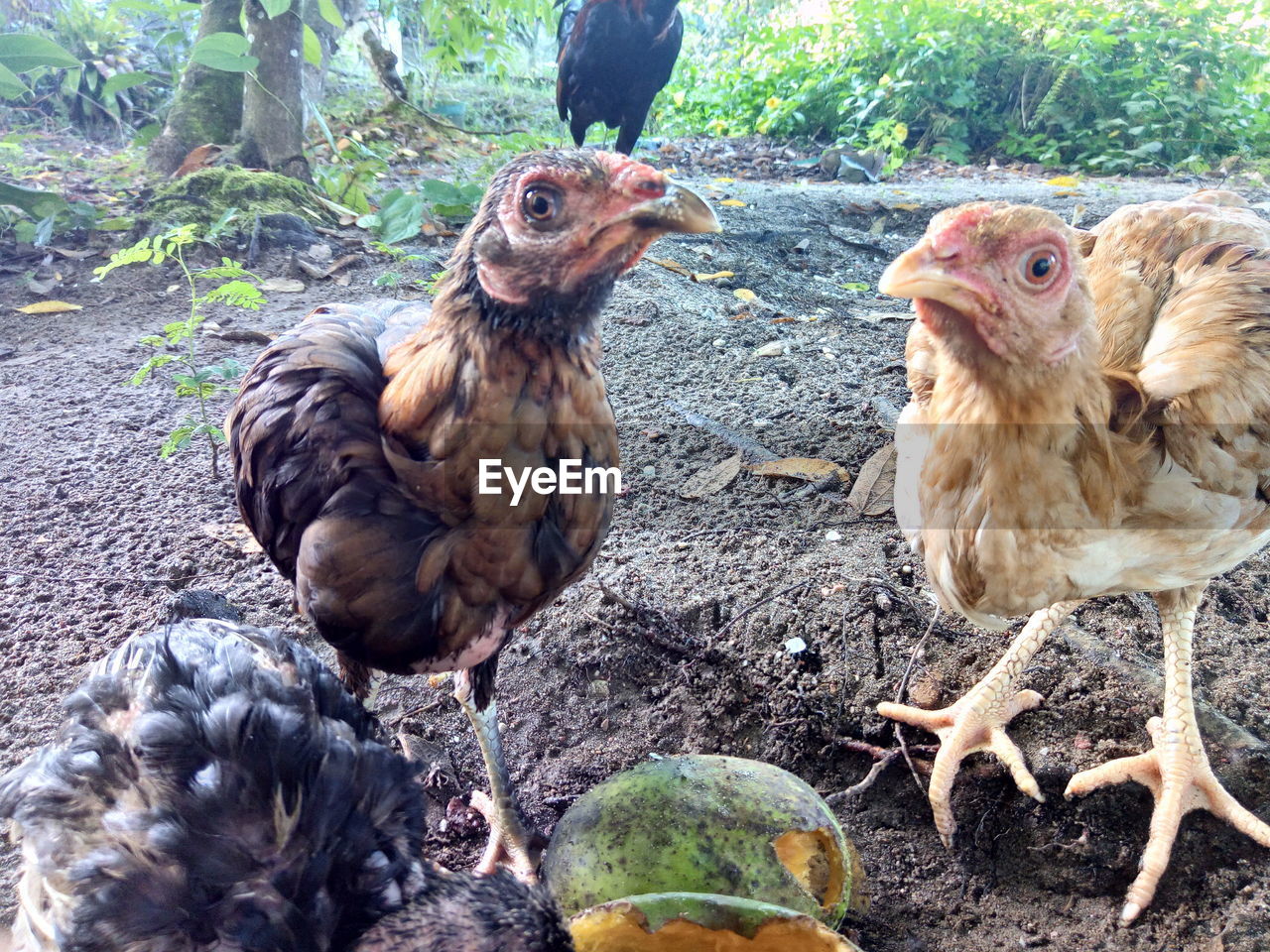 VIEW OF BIRDS IN FARM