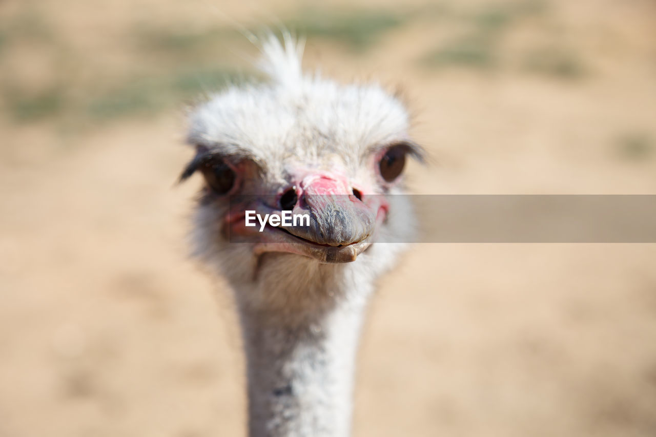 Close-up portrait of ostrich during sunny day