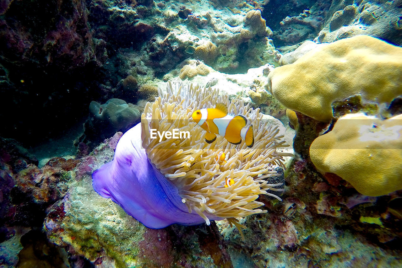 CLOSE-UP OF FISH UNDERWATER