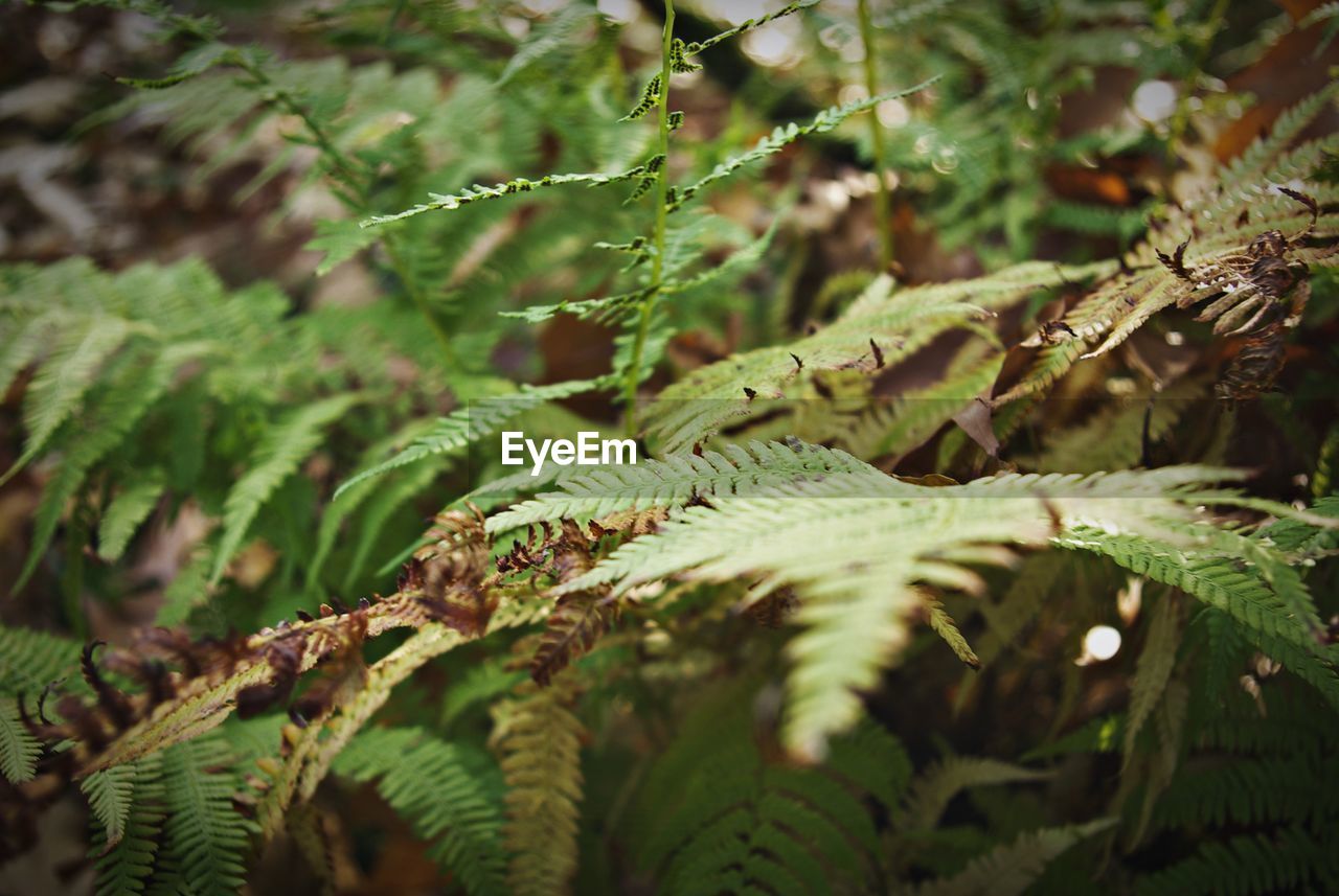Close-up of fern growing on tree in forest