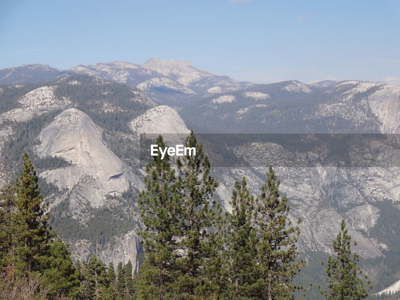 PANORAMIC VIEW OF PINE TREES AGAINST SKY