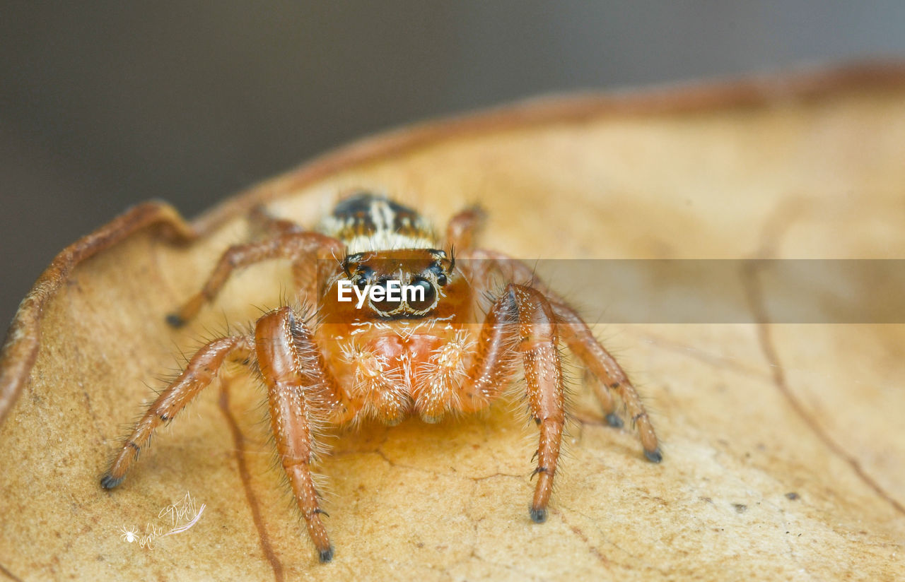 CLOSE-UP OF SPIDER IN THE ANIMAL