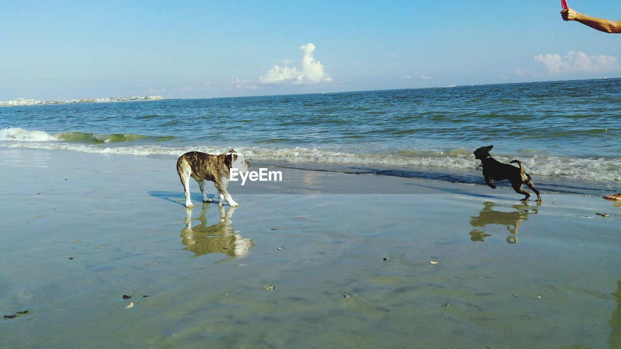 DOG WALKING ON BEACH