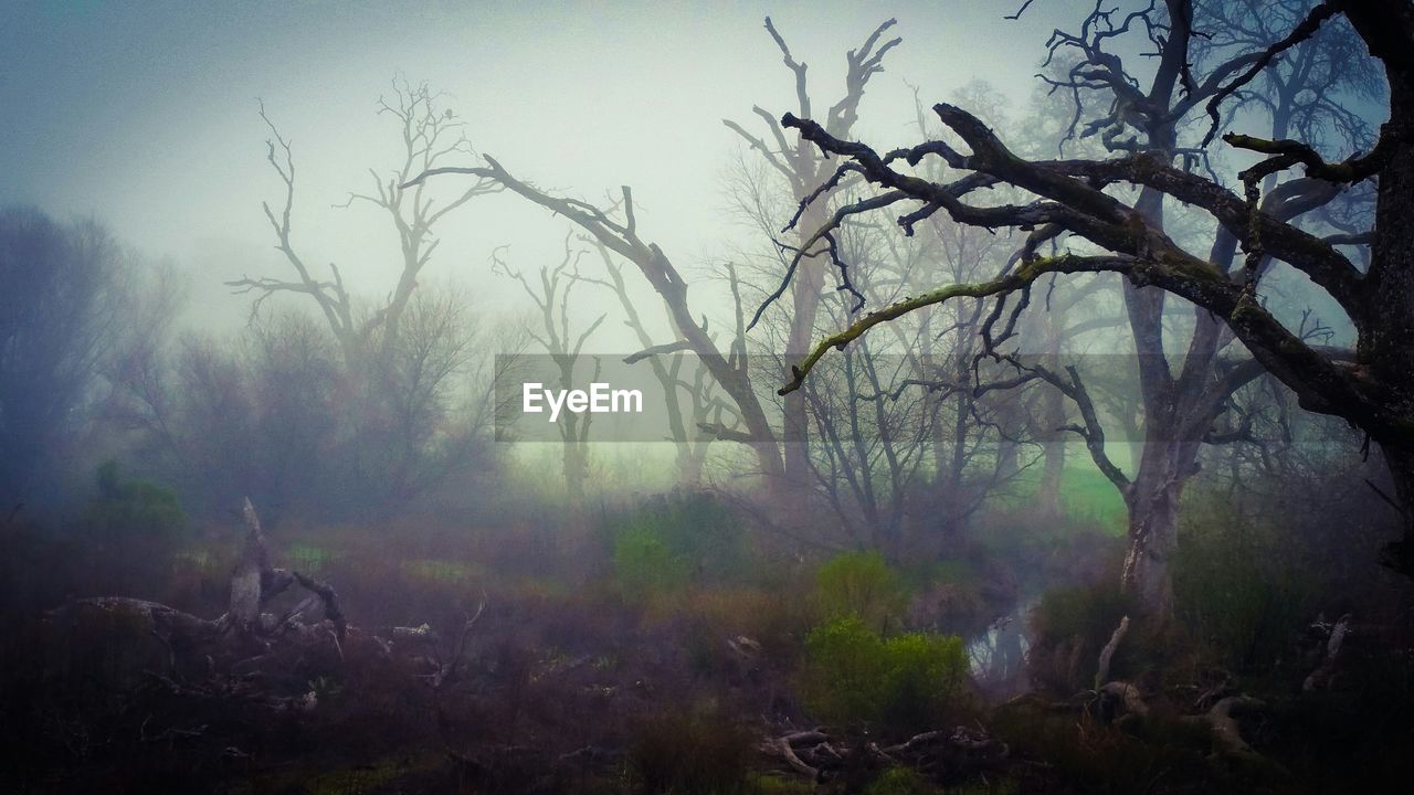 View of bare trees in forest