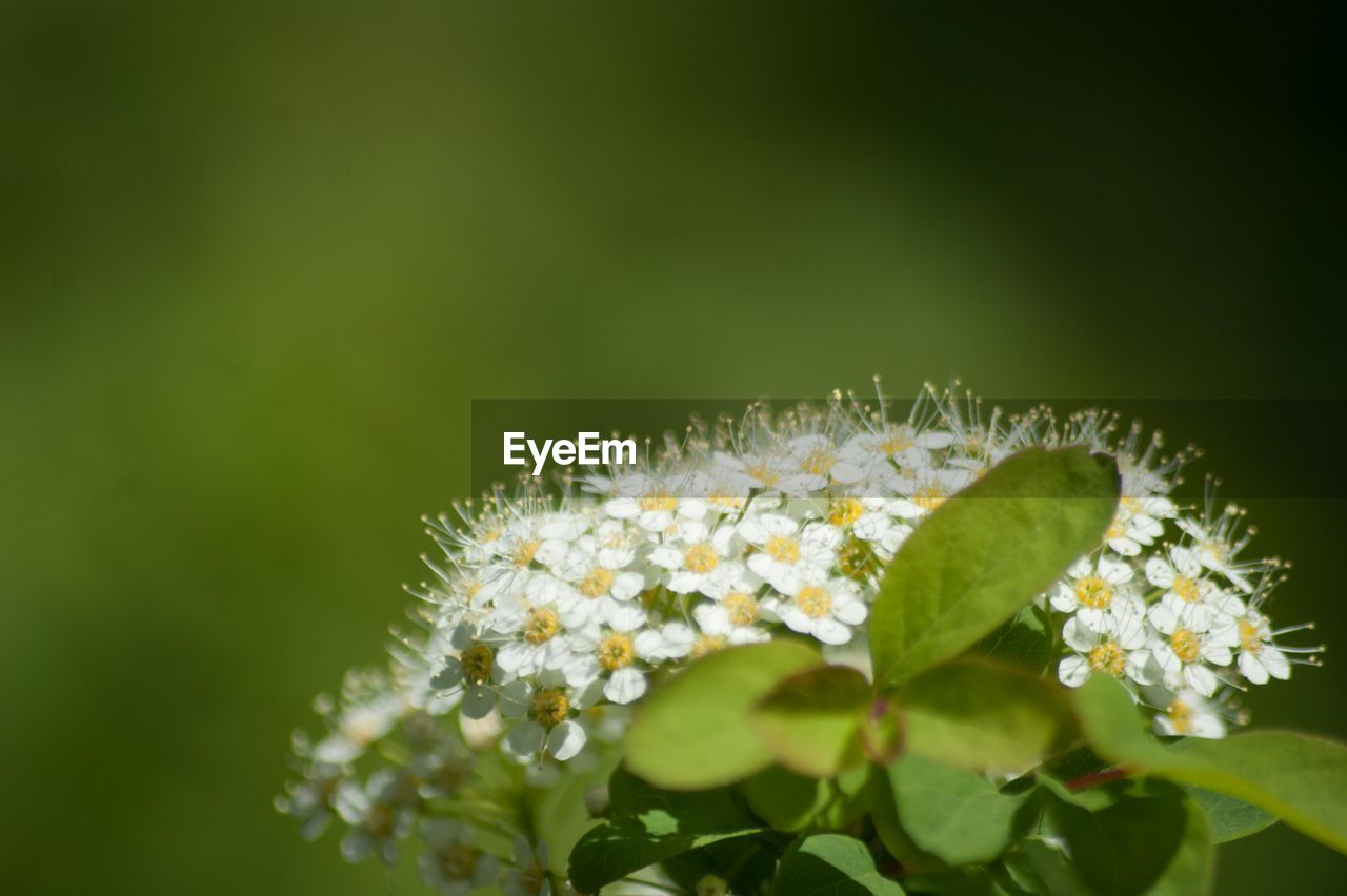 CLOSE-UP OF WHITE FLOWERS