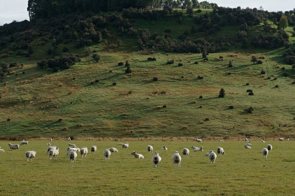SHEEP GRAZING ON GRASSY FIELD AGAINST SKY