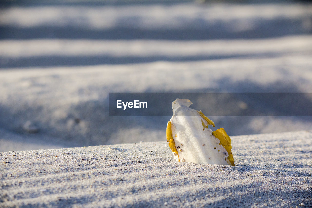 Close-up of animal shell on sand at beach during sunny day