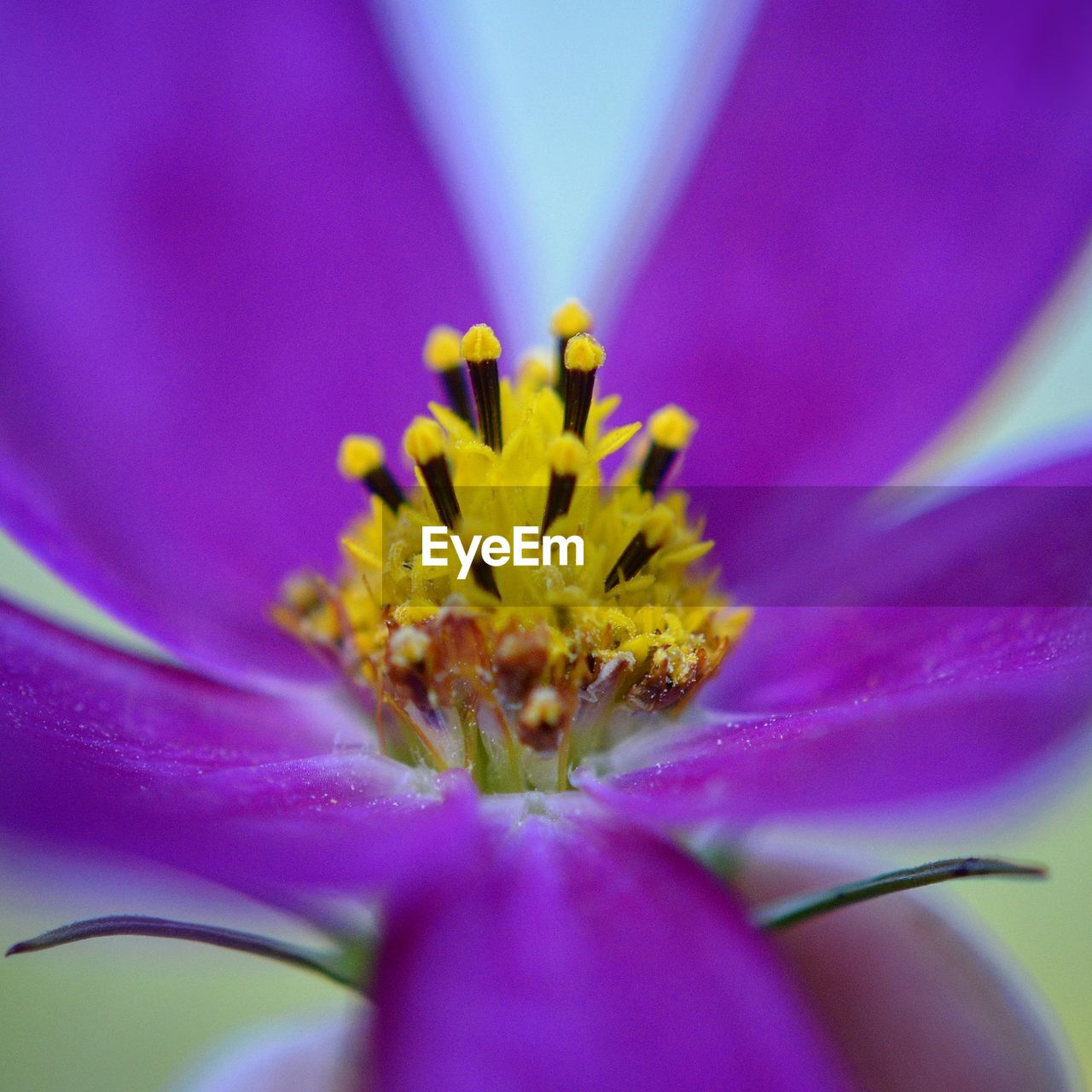 Close-up of purple flower