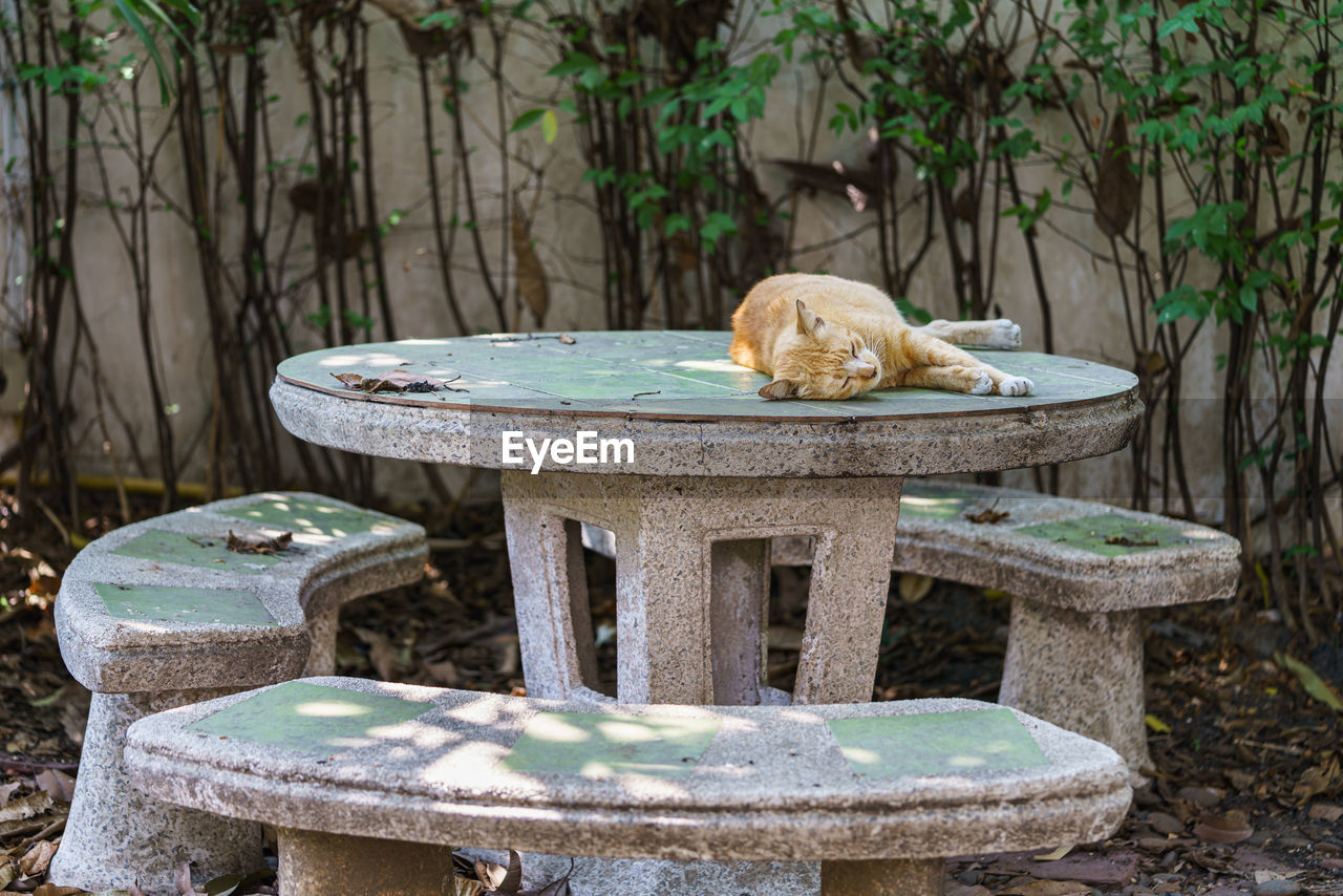 VIEW OF CAT SITTING ON BENCH AGAINST PLANTS