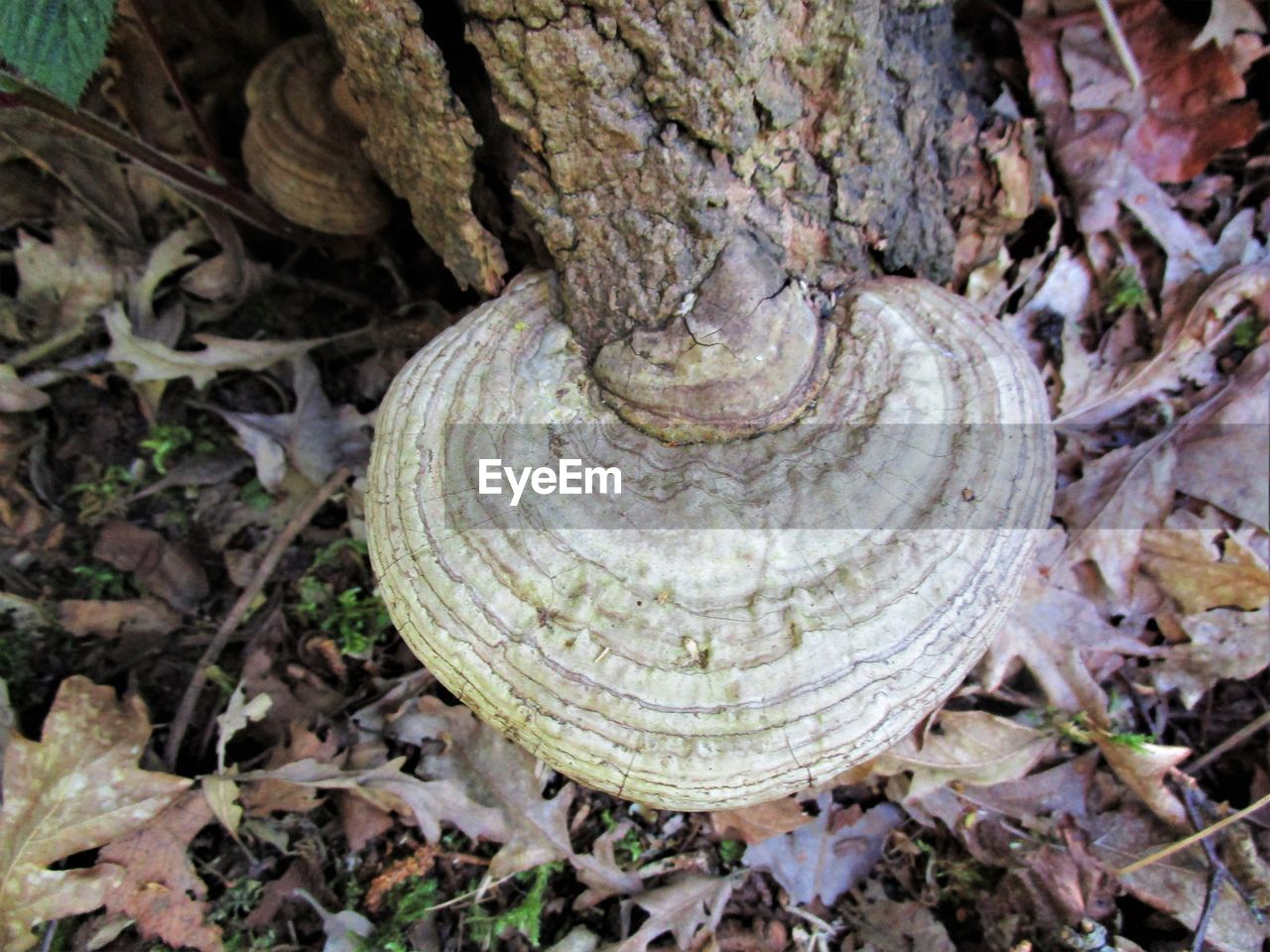 CLOSE-UP VIEW OF TREE TRUNK