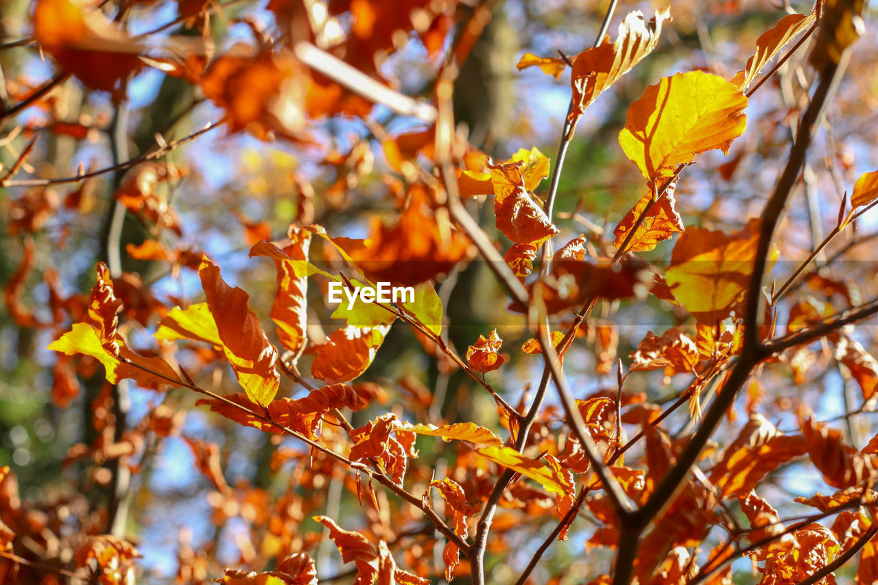 Close-up of autumnal leaves on tree