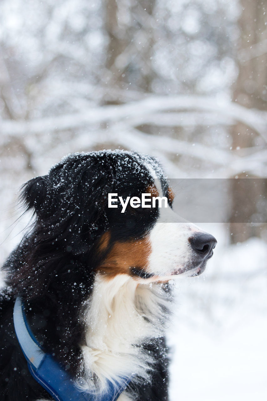 CLOSE-UP OF A DOG LOOKING AWAY